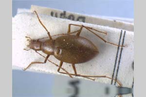 Apholeuonus longicollis pretneri Giachino & V. Guéorguiev, 1995 [холотип NMNHSINV0076] (c) Национален природонаучен музей, БАН — Колекция Безгръбначни животни (NMNHS-INV)