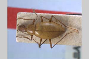 Apholeuonus insignis Giachino & V. Guéorguiev, 1995 [холотип NMNHSINV0078] (c) Национален природонаучен музей, БАН — Колекция Безгръбначни животни (NMNHS-INV)