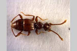 Batrisodes mitovi Besuchet&Bekchiev, 2007 [paratype NMNHSINV0163] (c) National Museum of Natural History, BAS — Invertebrates Collection (NMNHS-INV)