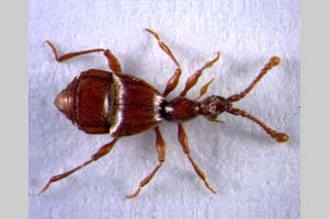 Dicentrius stevanovici Bekchiev&Hlavac, 2008 [paratype NMNHSINV0165] (c) National Museum of Natural History, BAS — Invertebrates Collection (NMNHS-INV)