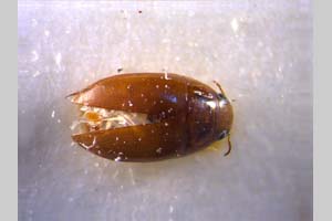 Canthydrus pseudoflavus Rocchi, 1986 [холотип, паратип NMNHSINV0172] (c) Национален природонаучен музей, БАН — Колекция Безгръбначни животни (NMNHS-INV)