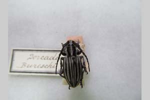 Dorcadion bureshi Štěrba, 1922 [holotype? NMNHSINV0177] (c) National Museum of Natural History, BAS — Invertebrates Collection (NMNHS-INV)