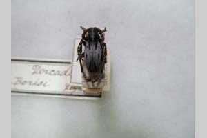 Dorcadion borisi Heyrovský, 1931 [paratype NMNHSINV0179] (c) National Museum of Natural History, BAS — Invertebrates Collection (NMNHS-INV)