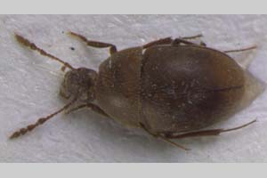 Beskovia tranteevi Giachino & B. Guéorguiev, 2008 [holotype, paratype NMNHSINV0092] (c) National Museum of Natural History, BAS — Invertebrates Collection (NMNHS-INV)