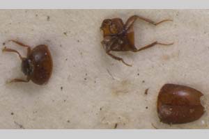 Bureschiana drenskii V. Guéorguiev, 1963 [holotype NMNHSINV0096] (c) National Museum of Natural History, BAS — Invertebrates Collection (NMNHS-INV)