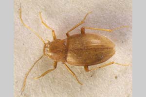 Bulgariella tranteevi Z. Karaman, 1958 [syntype NMNHSINV0104] (c) National Museum of Natural History, BAS — Invertebrates Collection (NMNHS-INV)