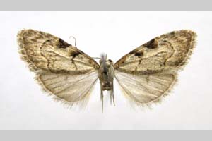 Nola ronkayorum Beshkov, 2006 [holotype NMNHSINV0280] (4) (c) National Museum of Natural History, BAS — Invertebrates Collection (NMNHS-INV)