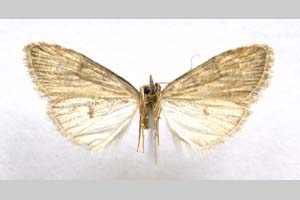 Nola ronkayorum Beshkov, 2006 [holotype NMNHSINV0280] (5) (c) National Museum of Natural History, BAS — Invertebrates Collection (NMNHS-INV)