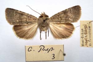 Agrotis lucernea bureschi Tuleschkow, 1932 [синтип NMNHSINV0411] (c) Национален природонаучен музей, БАН — Колекция Безгръбначни животни (NMNHS-INV)