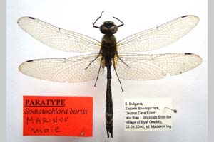 Somatochlora borisi Marinov, 2001 [паратип NMNHSINV0408] (2) (c) Национален природонаучен музей, БАН — Колекция Безгръбначни животни (NMNHS-INV)