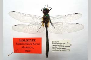 Somatochlora borisi Marinov, 2001 [холотип NMNHSINV0410] (c) Национален природонаучен музей, БАН — Колекция Безгръбначни животни (NMNHS-INV)