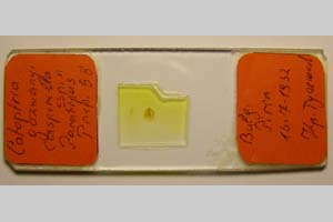 Catoptria gozmanyi casperella Ganev, 1983 [паратип NMNHSINV0332] (3) (c) Национален природонаучен музей, БАН — Колекция Безгръбначни животни (NMNHS-INV)