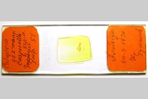 Catoptria gozmanyi casperella Ganev, 1983 [паратип NMNHSINV0322] (3) (c) Национален природонаучен музей, БАН — Колекция Безгръбначни животни (NMNHS-INV)