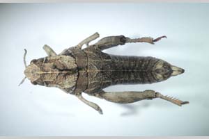 Paranocaracris bulgaricus Ebner et Drenowski, 1930 [syntypes NMNHSINV0277] (c) National Museum of Natural History, BAS — Invertebrates Collection (NMNHS-INV)