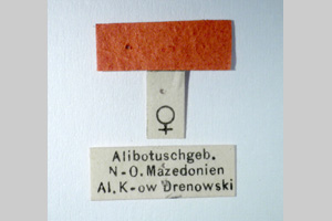 Paranocaracris bulgaricus Ebner et Drenowski, 1930 [syntypes NMNHSINV0277] (2) (c) National Museum of Natural History, BAS — Invertebrates Collection (NMNHS-INV)