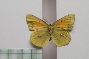Colias myrmidone balcanica Rebel, 1901 [паралектотип NMNHSINV01003] (2) (c) Национален природонаучен музей, БАН — Колекция Безгръбначни животни (NMNHS-INV)