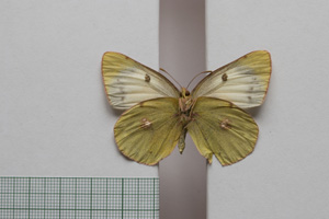 Colias myrmidone balcanica Rebel, 1901 [паралектотип NMNHSINV01005] (2) (c) Национален природонаучен музей, БАН — Колекция Безгръбначни животни (NMNHS-INV)