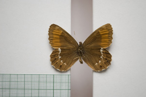 Erebia ligea ab. borisi Buresch, 1912 [не е тип NMNHSINV01008] (2) (c) Национален природонаучен музей, БАН — Колекция Безгръбначни животни (NMNHS-INV)