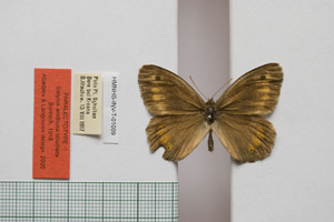 Satyrus arethusa strumata Buresch, 1919 [паралектотип NMNHSINV01009] (c) Национален природонаучен музей, БАН — Колекция Безгръбначни животни (NMNHS-INV)