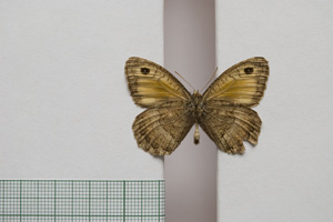 Satyrus arethusa strumata Buresch, 1919 [паралектотип NMNHSINV01009] (2) (c) Национален природонаучен музей, БАН — Колекция Безгръбначни животни (NMNHS-INV)