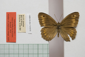 Satyrus arethusa strumata Buresch, 1919 [паралектотип NMNHSINV01010] (c) Национален природонаучен музей, БАН — Колекция Безгръбначни животни (NMNHS-INV)