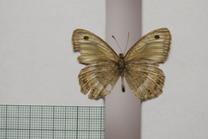 Satyrus arethusa strumata Buresch, 1919 [паралектотип NMNHSINV01011] (2) (c) Национален природонаучен музей, БАН — Колекция Безгръбначни животни (NMNHS-INV)
