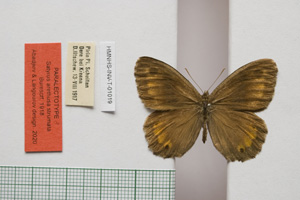 Satyrus arethusa strumata Buresch, 1919 [paralectotype NMNHSINV01019] (c) National Museum of Natural History, BAS — Invertebrates Collection (NMNHS-INV)