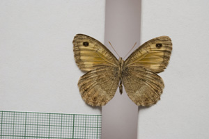 Satyrus arethusa strumata Buresch, 1919 [paralectotype NMNHSINV01019] (2) (c) National Museum of Natural History, BAS — Invertebrates Collection (NMNHS-INV)
