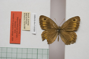 Satyrus arethusa strumata Buresch, 1919 [паралектотип NMNHSINV01020] (c) Национален природонаучен музей, БАН — Колекция Безгръбначни животни (NMNHS-INV)