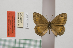 Satyrus arethusa strumata Buresch, 1919 [paralectotype NMNHSINV01021] (c) National Museum of Natural History, BAS — Invertebrates Collection (NMNHS-INV)