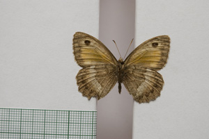 Satyrus arethusa strumata Buresch, 1919 [paralectotype NMNHSINV01021] (2) (c) National Museum of Natural History, BAS — Invertebrates Collection (NMNHS-INV)