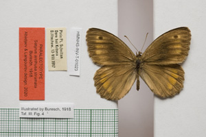 Satyrus arethusa strumata Buresch, 1919 [paralectotype NMNHSINV01023] (c) National Museum of Natural History, BAS — Invertebrates Collection (NMNHS-INV)