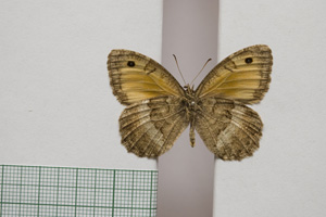 Satyrus arethusa strumata Buresch, 1919 [paralectotype NMNHSINV01023] (2) (c) National Museum of Natural History, BAS — Invertebrates Collection (NMNHS-INV)