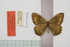 Satyrus arethusa strumata Buresch, 1919 [паралектотип NMNHSINV01026] (c) Национален природонаучен музей, БАН — Колекция Безгръбначни животни (NMNHS-INV)