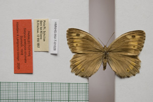 Satyrus arethusa strumata Buresch, 1919 [paralectotype NMNHSINV01028] (c) National Museum of Natural History, BAS — Invertebrates Collection (NMNHS-INV)