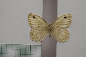 Satyrus arethusa strumata Buresch, 1919 [paralectotype NMNHSINV01030] (2) (c) National Museum of Natural History, BAS — Invertebrates Collection (NMNHS-INV)