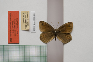 Erebia gorge pirinica Buresch, 1919 [paralectotype NMNHSINV01032] (c) National Museum of Natural History, BAS — Invertebrates Collection (NMNHS-INV)