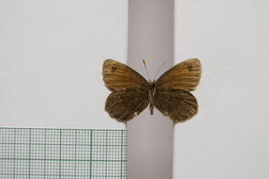 Erebia gorge pirinica Buresch, 1919 [paralectotype NMNHSINV01032] (2) (c) National Museum of Natural History, BAS — Invertebrates Collection (NMNHS-INV)