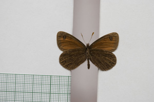 Erebia gorge pirinica Buresch, 1919 [лектотип NMNHSINV01034] (2) (c) Национален природонаучен музей, БАН — Колекция Безгръбначни животни (NMNHS-INV)
