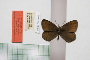 Erebia gorge pirinica Buresch, 1919 [паралектотип NMNHSINV01035] (c) Национален природонаучен музей, БАН — Колекция Безгръбначни животни (NMNHS-INV)