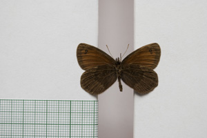 Erebia gorge pirinica Buresch, 1919 [паралектотип NMNHSINV01035] (2) (c) Национален природонаучен музей, БАН — Колекция Безгръбначни животни (NMNHS-INV)