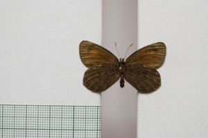 Erebia gorge pirinica Buresch, 1919 [paralectotype NMNHSINV01036] (2) (c) National Museum of Natural History, BAS — Invertebrates Collection (NMNHS-INV)