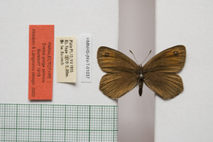 Erebia gorge pirinica Buresch, 1919 [paralectotype NMNHSINV01037] (c) National Museum of Natural History, BAS — Invertebrates Collection (NMNHS-INV)