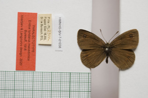 Erebia tyndarus macedonica Buresch, 1919 [paralectotype NMNHSINV01038] (c) National Museum of Natural History, BAS — Invertebrates Collection (NMNHS-INV)