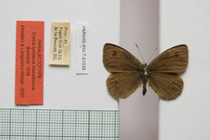 Erebia tyndarus macedonica Buresch, 1919 [паралектотип NMNHSINV01039] (c) Национален природонаучен музей, БАН — Колекция Безгръбначни животни (NMNHS-INV)