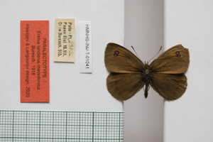 Erebia tyndarus macedonica Buresch, 1919 [паралектотип NMNHSINV01041] (c) Национален природонаучен музей, БАН — Колекция Безгръбначни животни (NMNHS-INV)