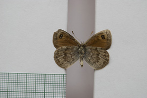 Erebia tyndarus macedonica Buresch, 1919 [паралектотип NMNHSINV01041] (2) (c) Национален природонаучен музей, БАН — Колекция Безгръбначни животни (NMNHS-INV)