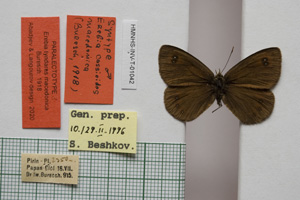 Erebia tyndarus macedonica Buresch, 1919 [паралектотип NMNHSINV01042] (c) Национален природонаучен музей, БАН — Колекция Безгръбначни животни (NMNHS-INV)