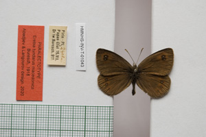 Erebia tyndarus macedonica Buresch, 1919 [paralectotype NMNHSINV01043] (c) National Museum of Natural History, BAS — Invertebrates Collection (NMNHS-INV)