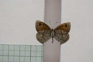 Erebia tyndarus macedonica Buresch, 1919 [paralectotype NMNHSINV01043] (2) (c) National Museum of Natural History, BAS — Invertebrates Collection (NMNHS-INV)